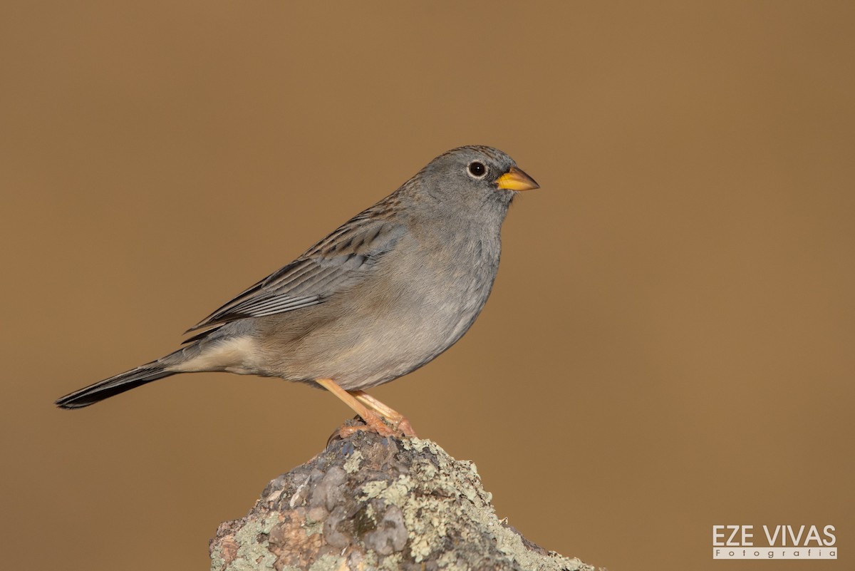 Band-tailed Sierra Finch - Ezequiel Vivas