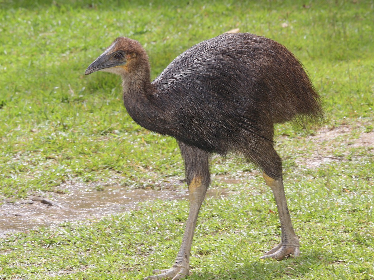 Dwarf Cassowary - Casuarius bennetti - Birds of the World