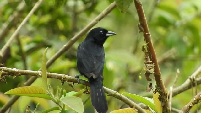 White-lined Tanager - ML460289701