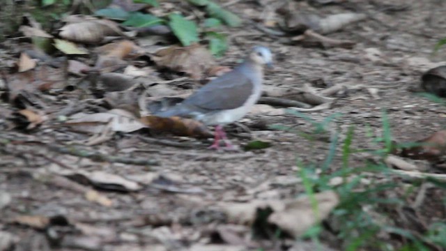 Gray-fronted Dove - ML460296341