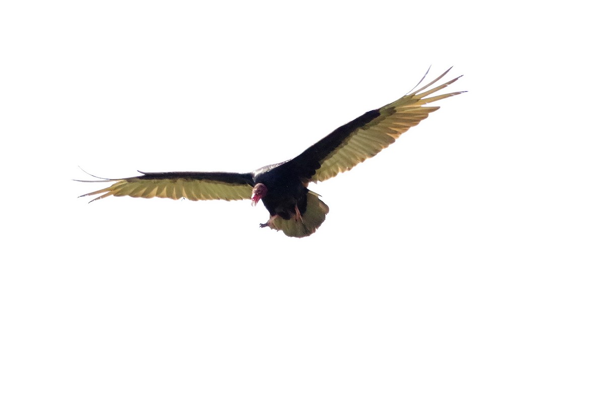 Turkey Vulture - ML460304641