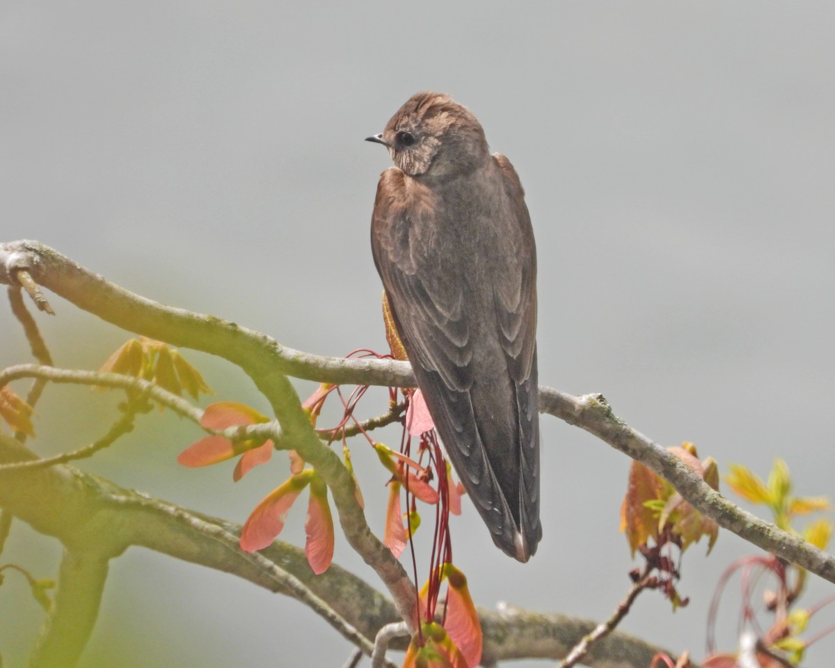 Northern Rough-winged Swallow - ML460305591