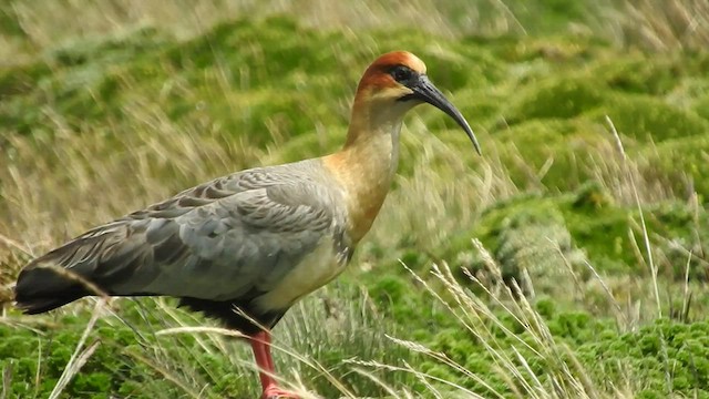 ibis šedokřídlý - ML460306041