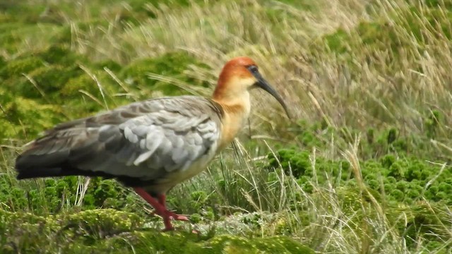 Andean Ibis - ML460306061