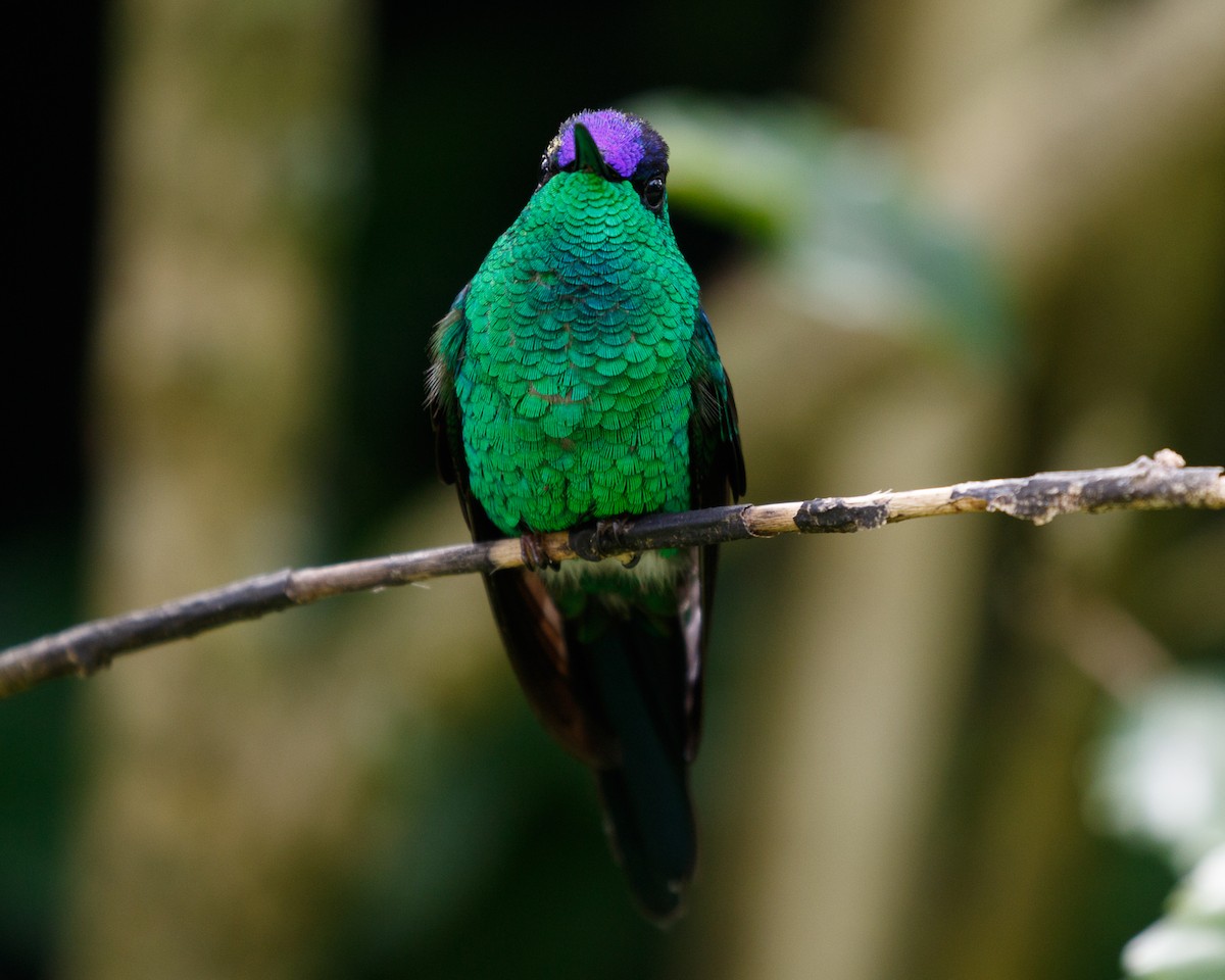 Violet-capped Woodnymph - Silvia Faustino Linhares