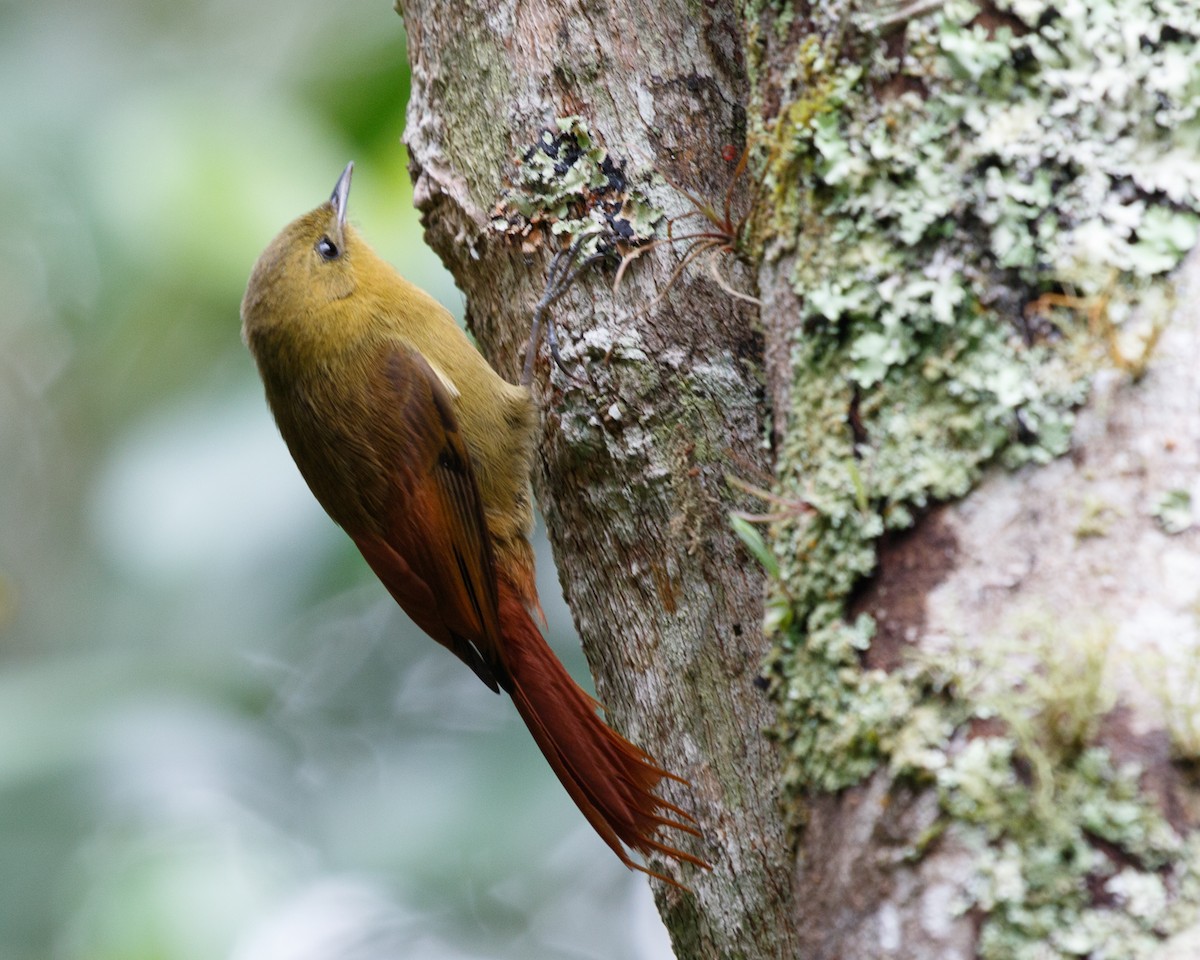 Olivaceous Woodcreeper (Olivaceous) - ML460307291