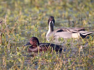 Female (with Northern Pintail) - Ting-Wei (廷維) HUNG (洪) - ML46031101