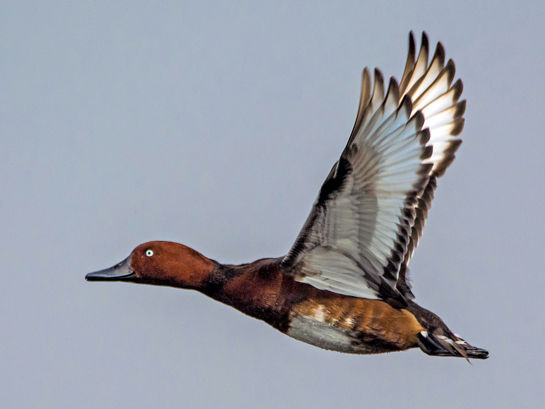 Ferruginous Duck - Arijit Mondal