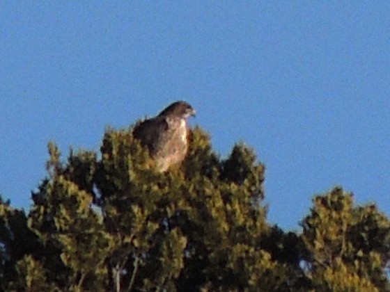 Rufous-tailed Hawk - Simón Pla García