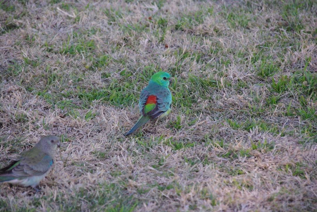 Red-rumped Parrot - Max Weatherall
