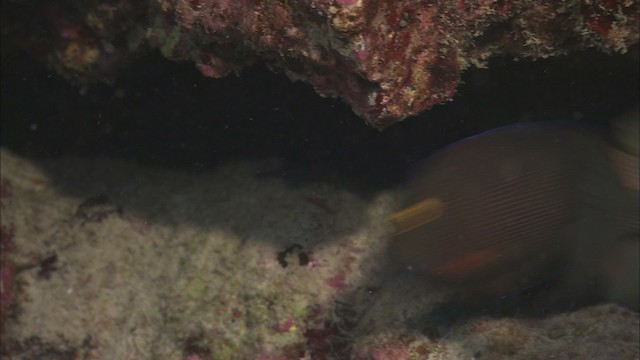 Bristletoothed surgeonfish - ML460312