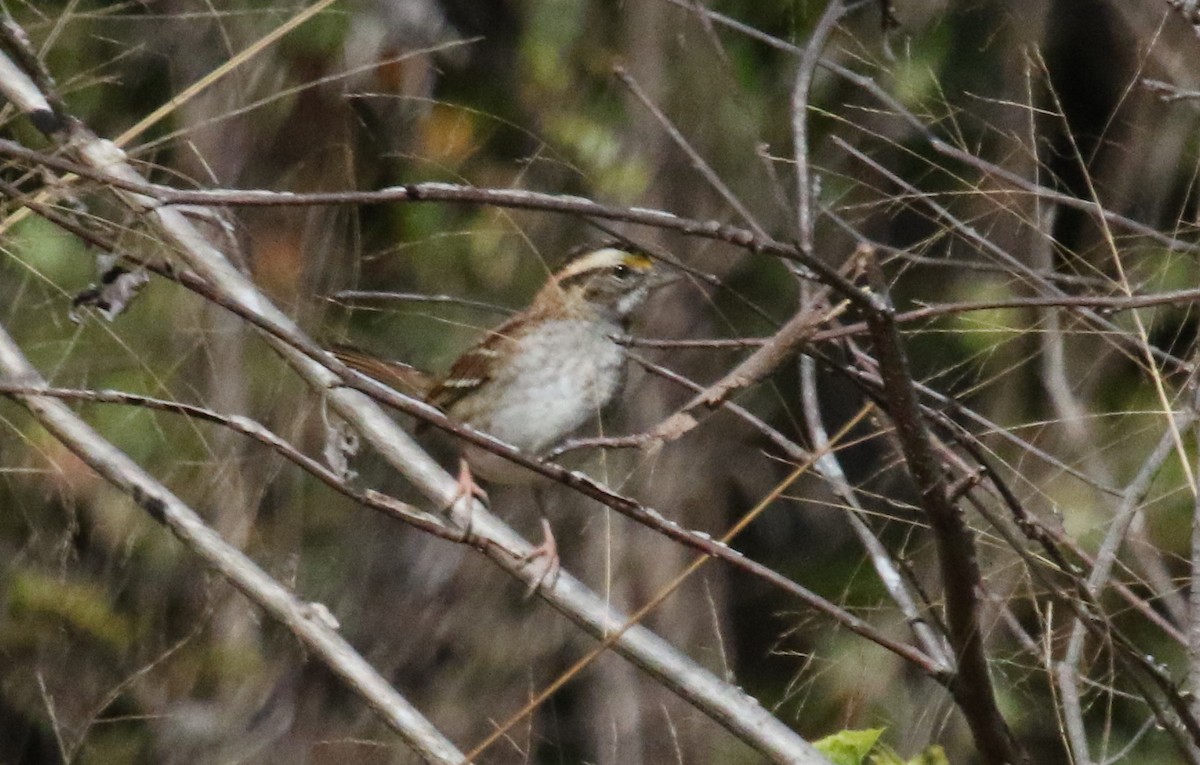 White-throated Sparrow - Jeffrey Blalock
