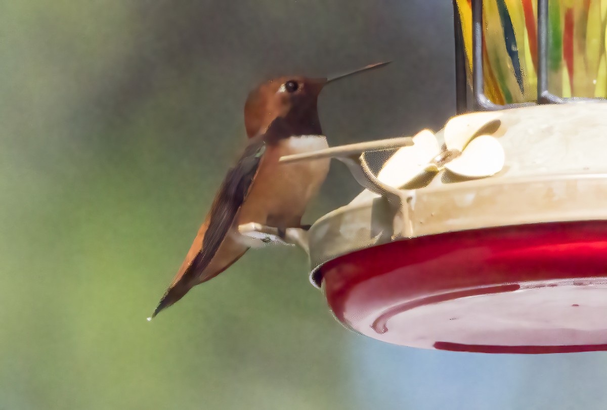 Rufous Hummingbird - ML460313001