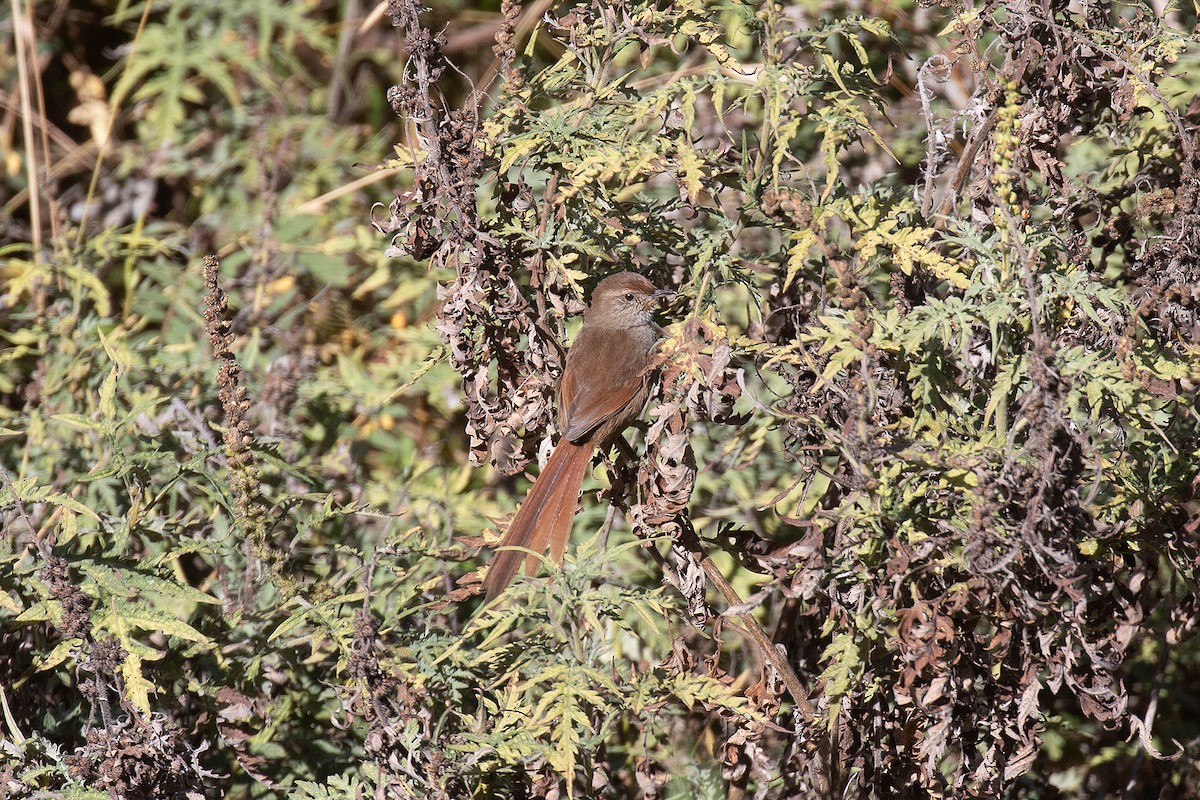 Rusty-fronted Canastero - ML460313291