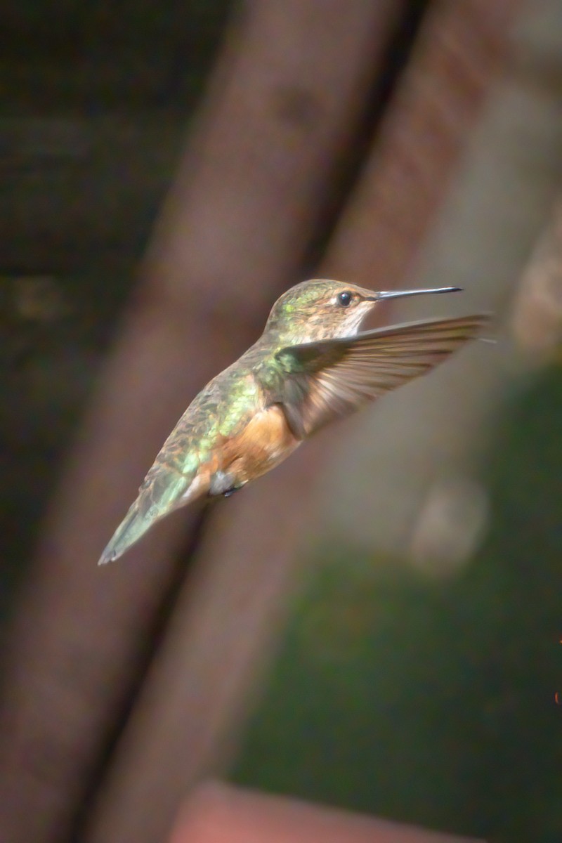 Rufous Hummingbird - ML460313351