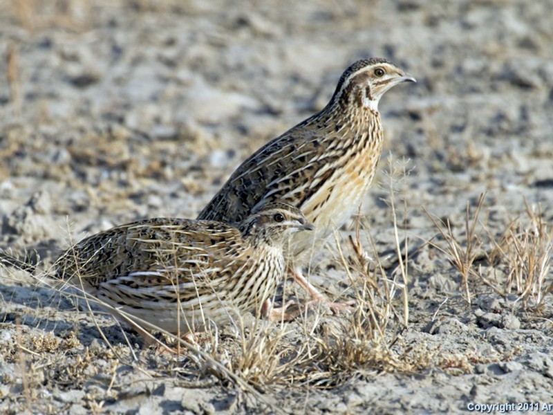 Appeau caille des blés