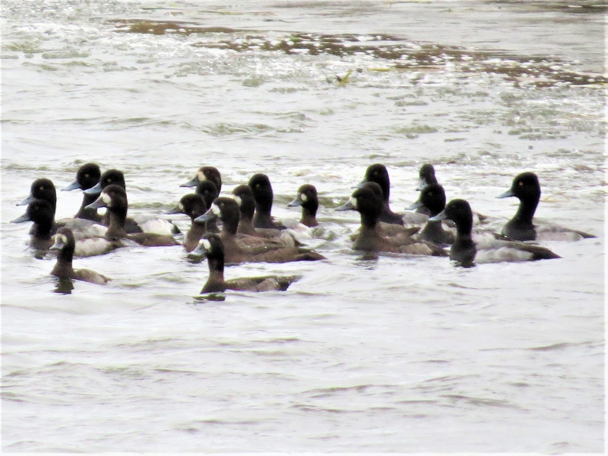 Greater/Lesser Scaup - Weston Smith