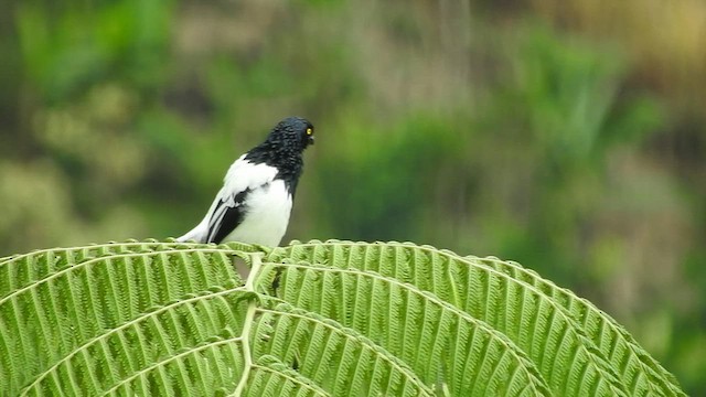 Magpie Tanager - ML460317581