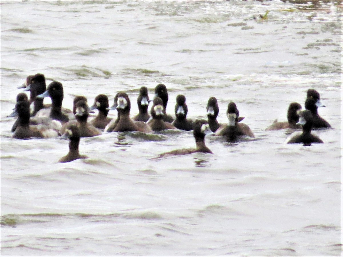 Greater/Lesser Scaup - Weston Smith