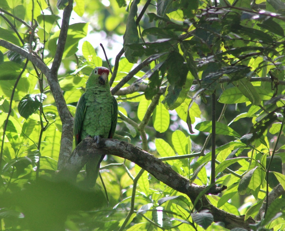 Red-lored Parrot - ML460322041