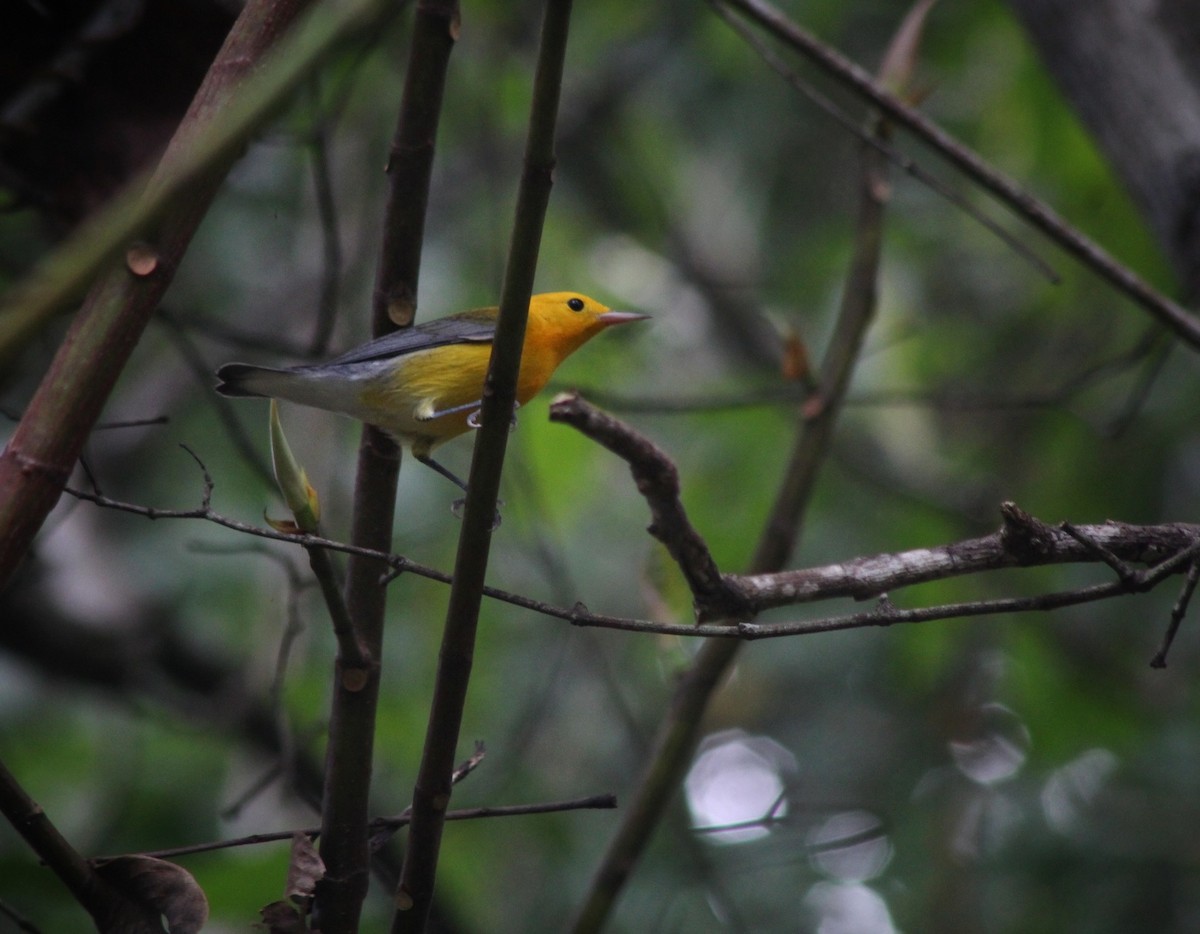 Prothonotary Warbler - ML460322071