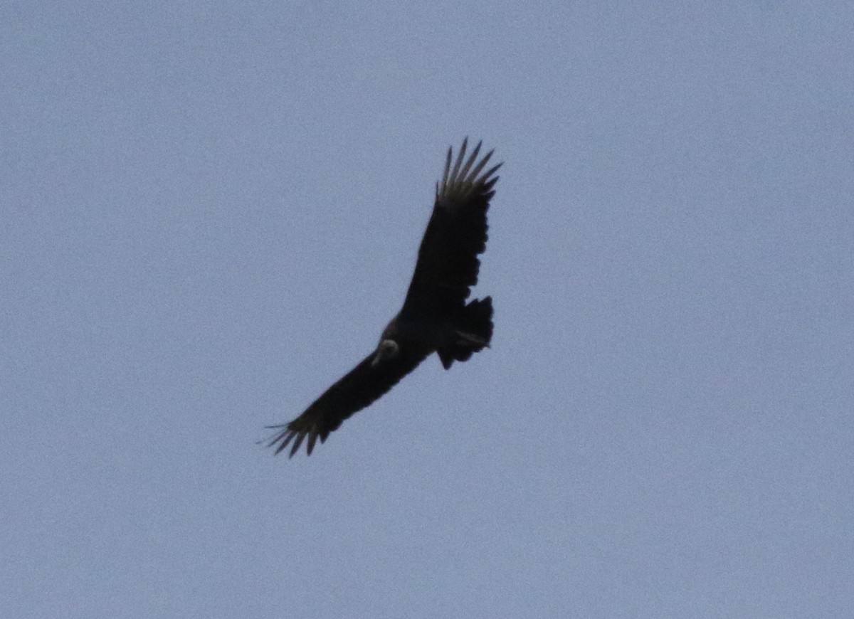 Black Vulture - ML460324121