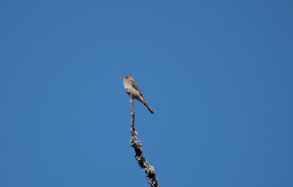 Greater Pewee - ML460325231