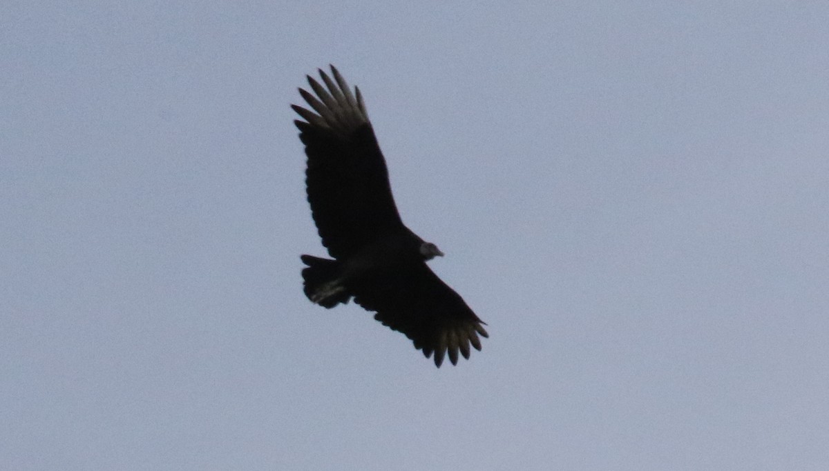 Black Vulture - ML460325251