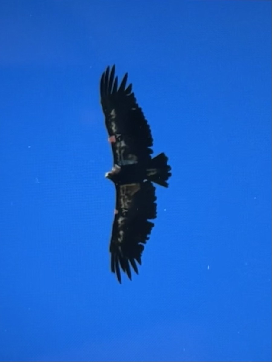 California Condor - ML460329671