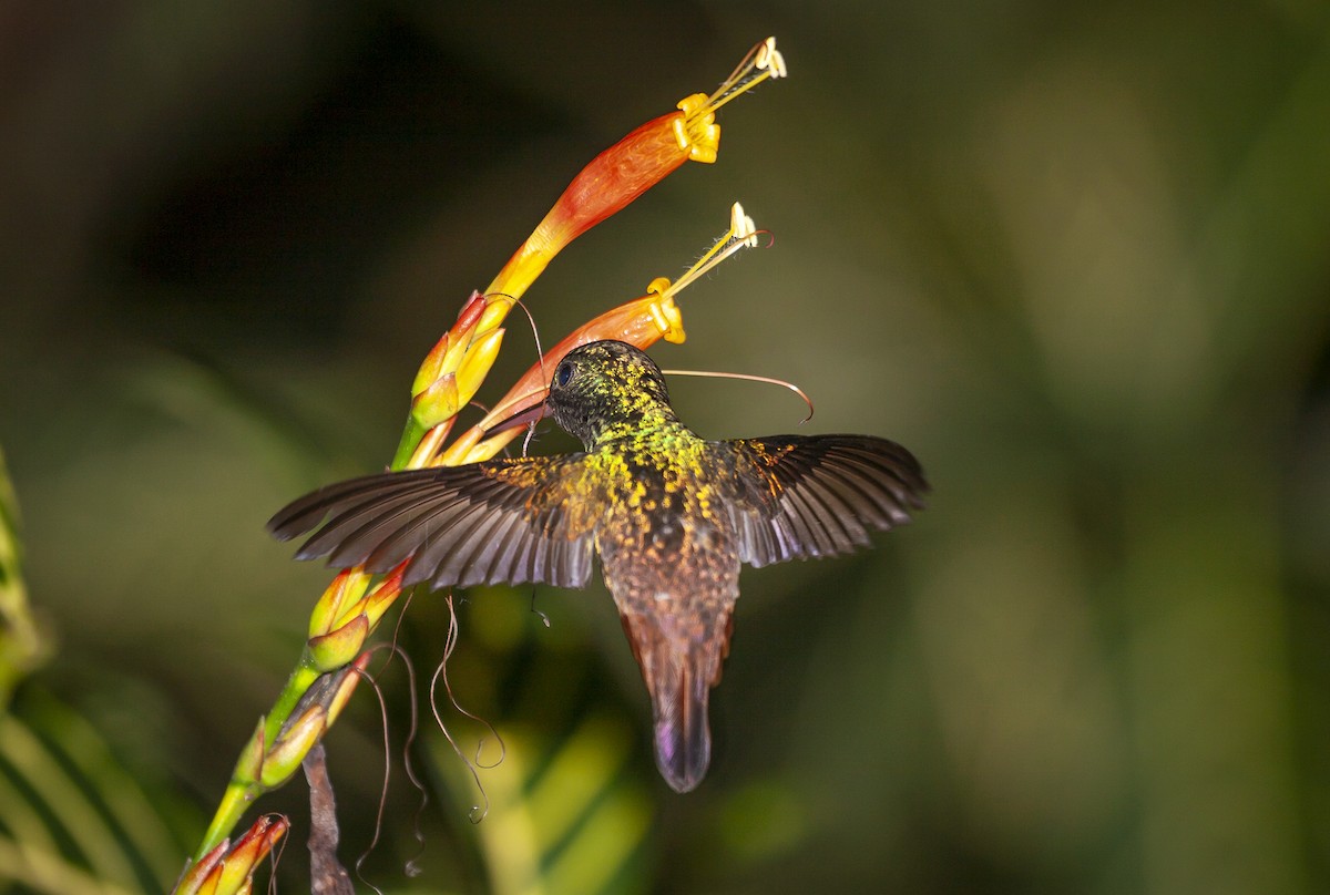 Copper-tailed Hummingbird - ML460331261