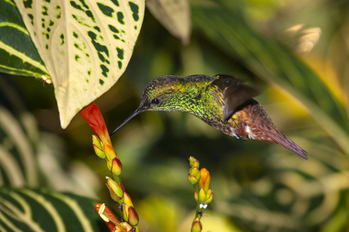 Copper-tailed Hummingbird - ML460331701