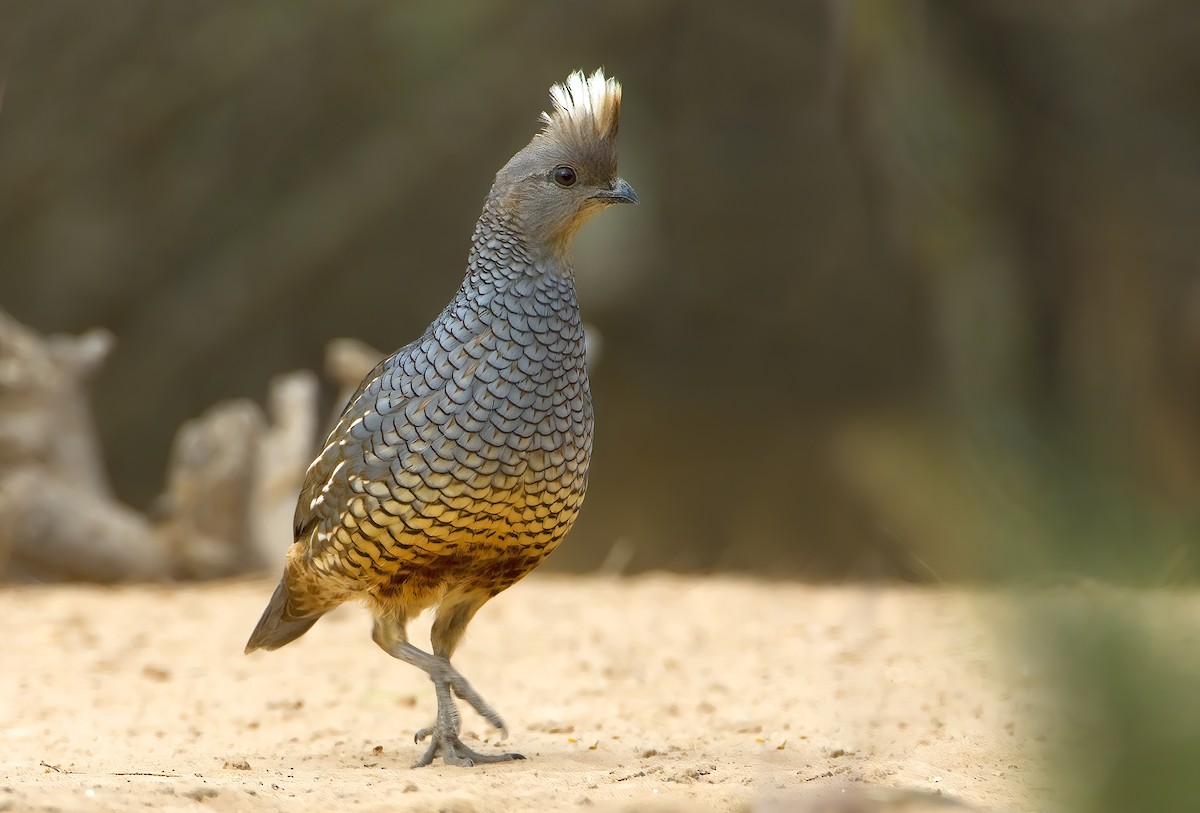Scaled Quail - Mark Chappell