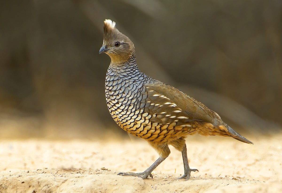 Scaled Quail - Mark Chappell