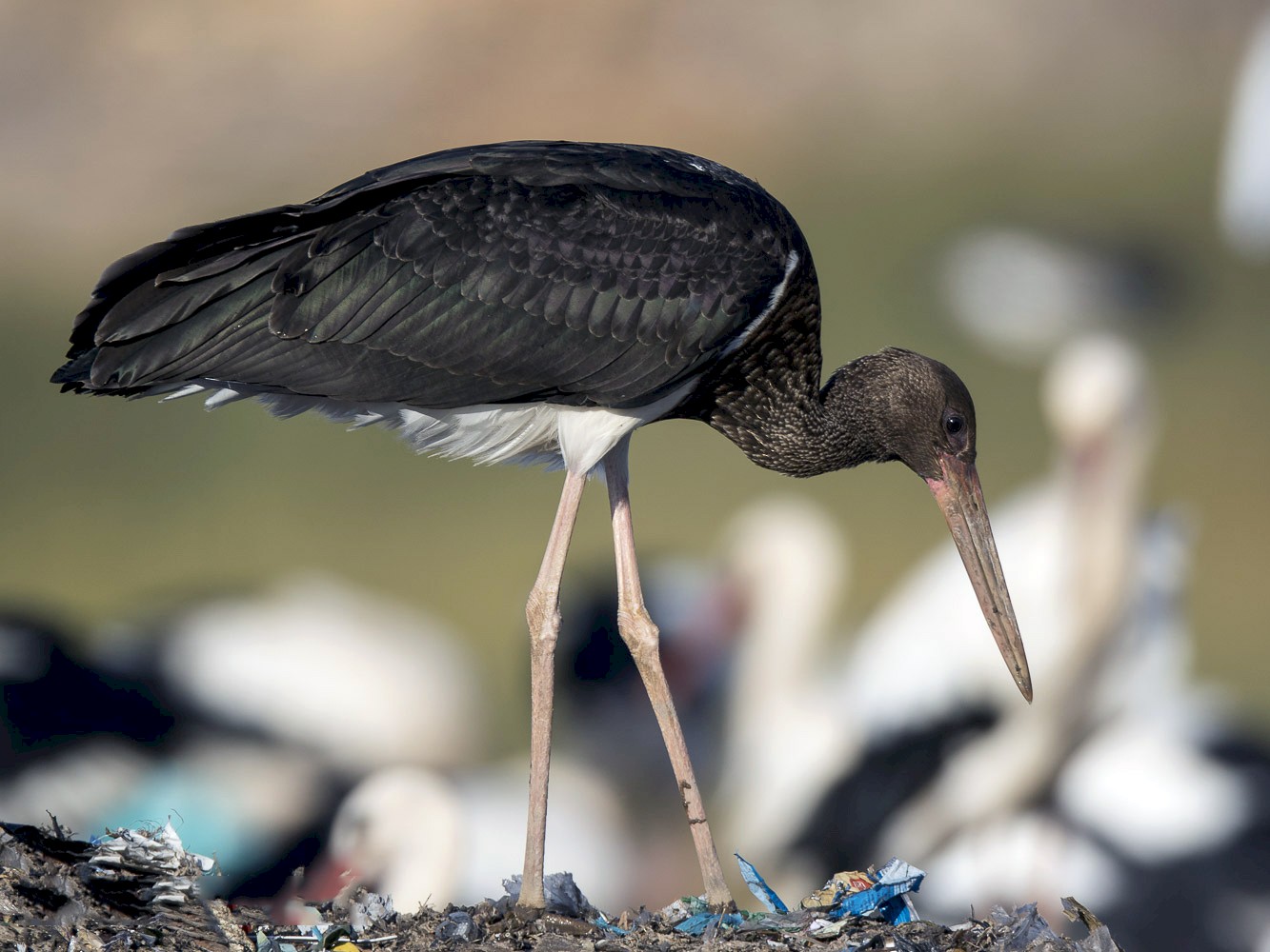 Black Stork - eBird