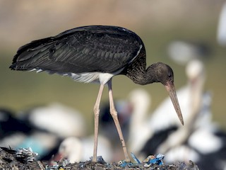 Juvenile - Ricardo Rodríguez - ML46033531