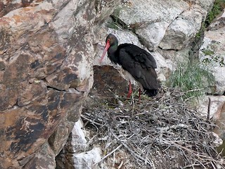  - Black Stork