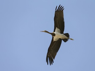  - Black Stork