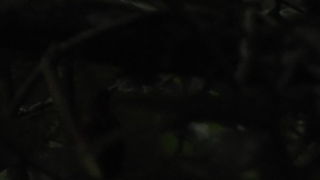 Толстоклювый крапивник - ML460336291