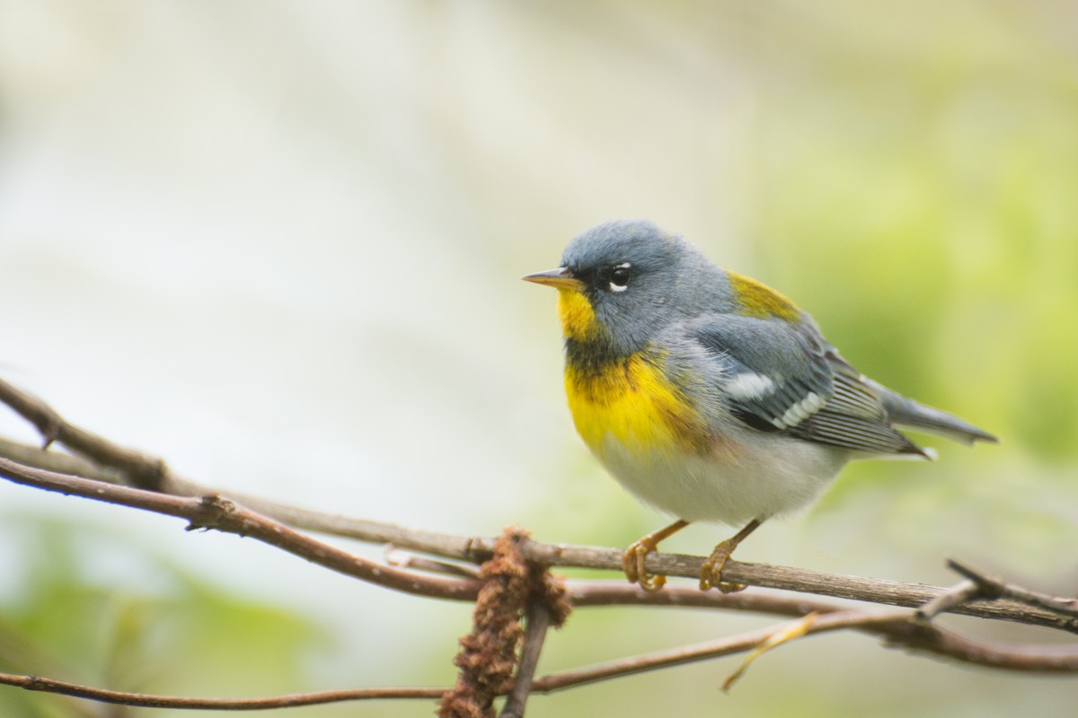 Northern Parula - Tyler Ficker