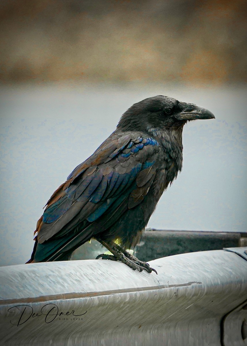 Common Raven - Dee Omer
