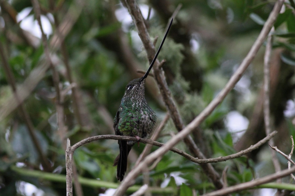 Sword-billed Hummingbird - Michael McCloy