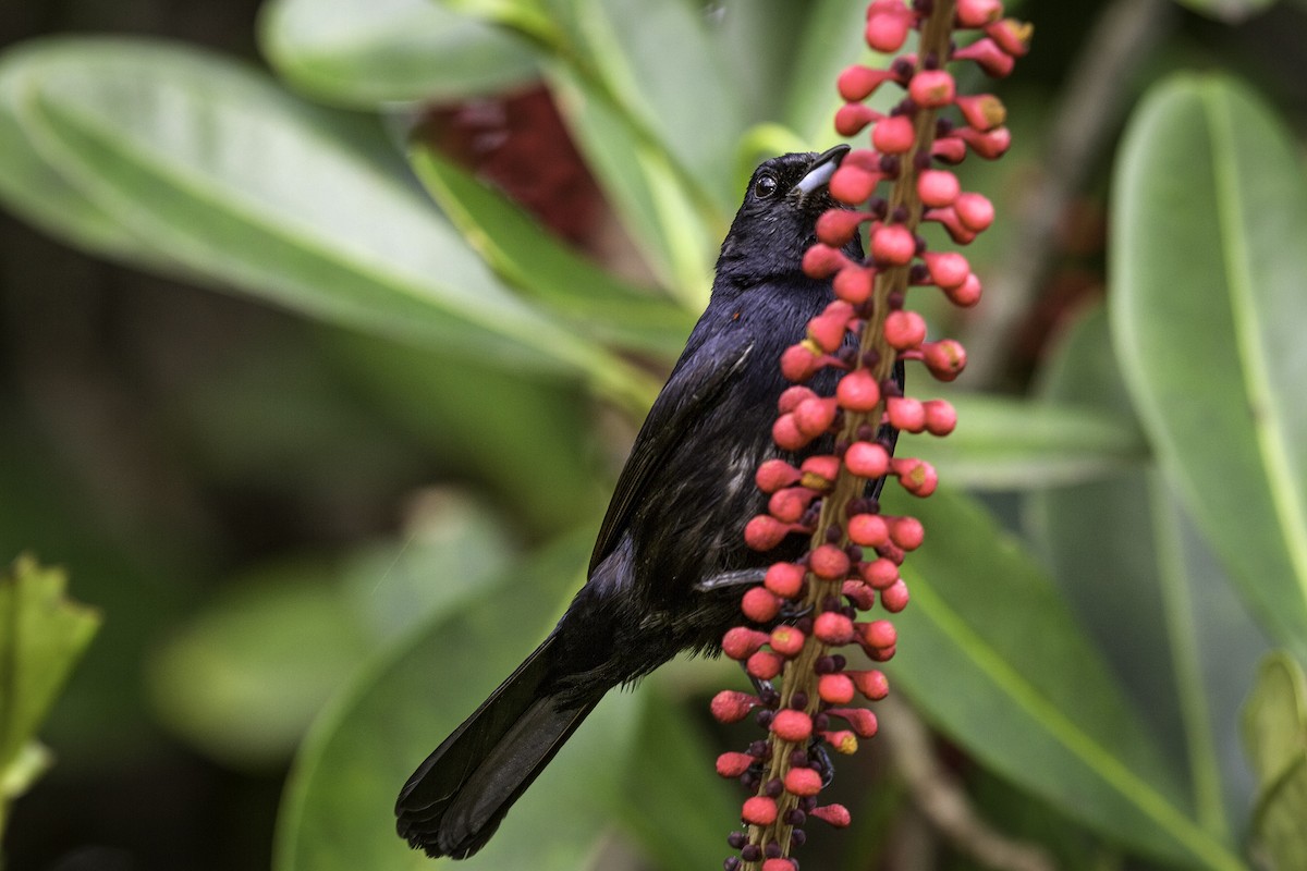 Red-shouldered Tanager - ML460343161