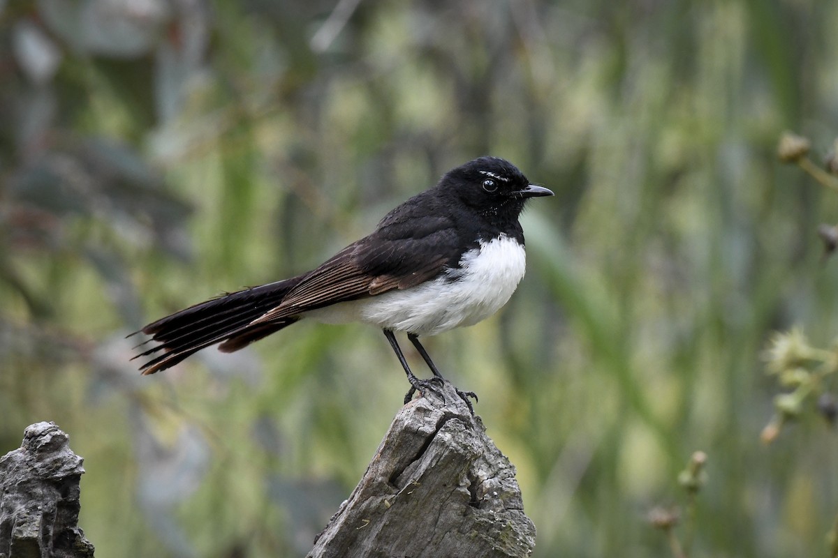 Willie-wagtail - ML460344601