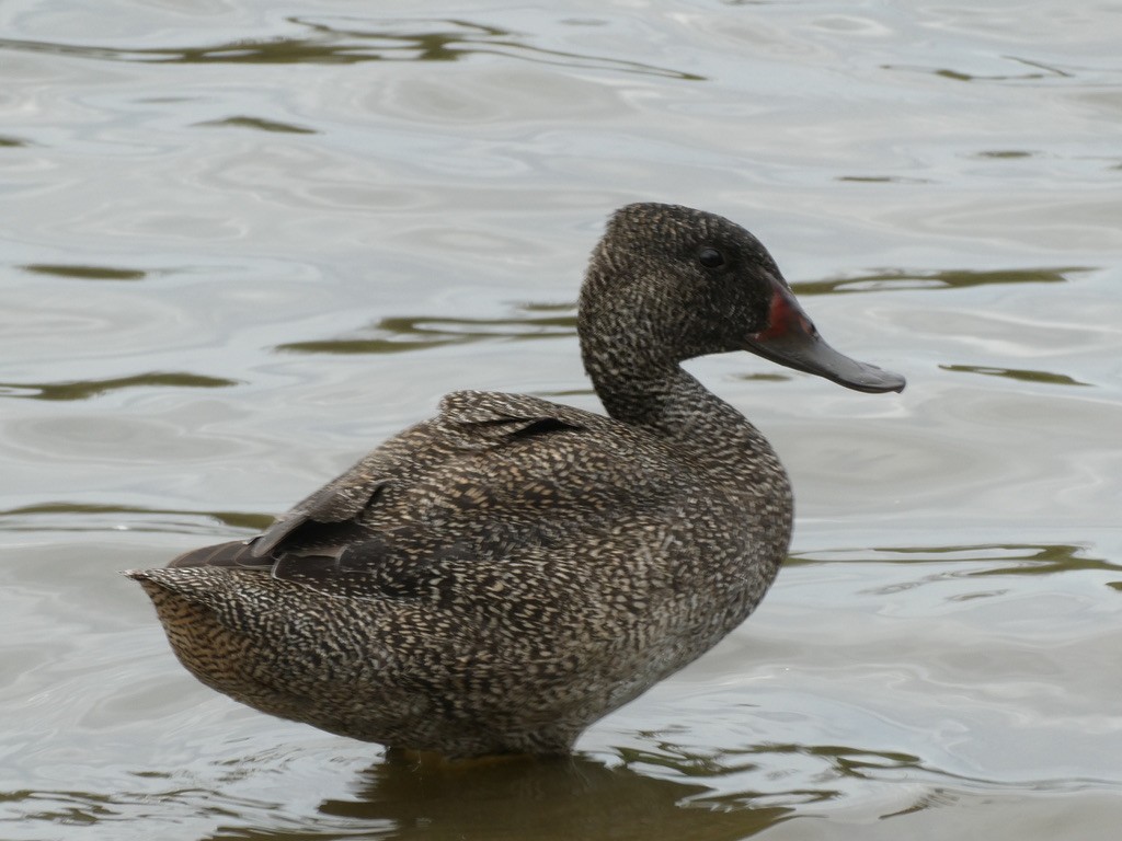 Freckled Duck - ML460347611