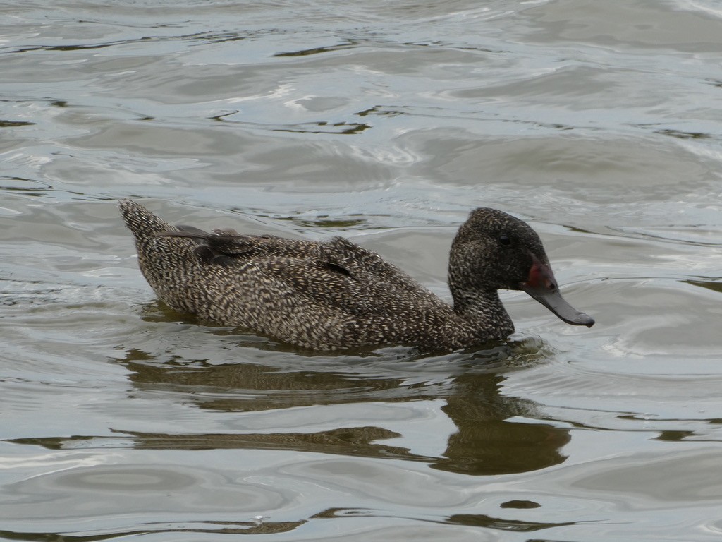 Freckled Duck - ML460347621