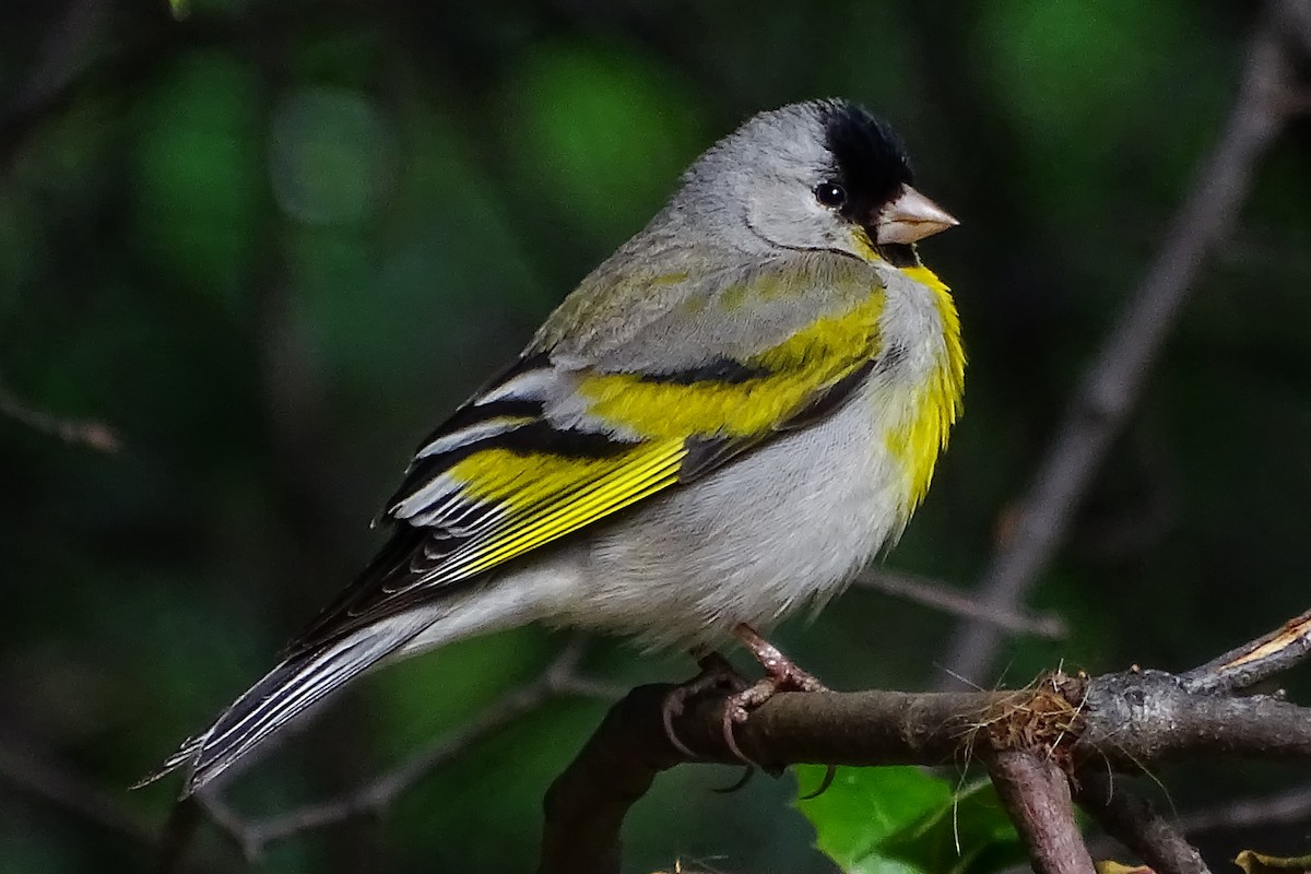 Lawrence's Goldfinch - ML460348561