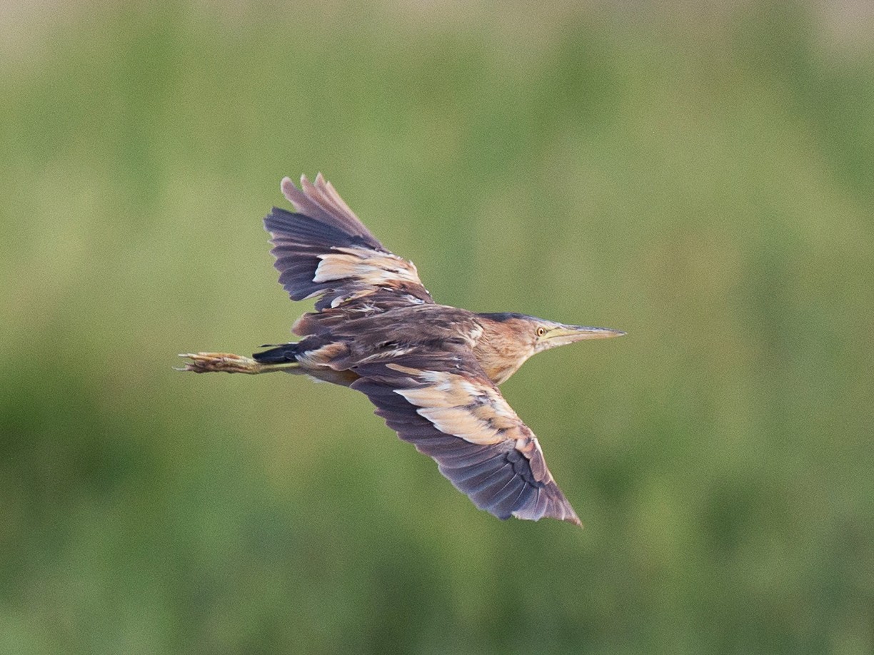 Little Bittern - Chris Wood