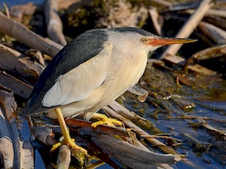  - Little Bittern