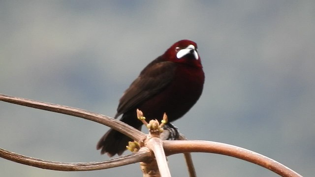 Silver-beaked Tanager - ML460350241
