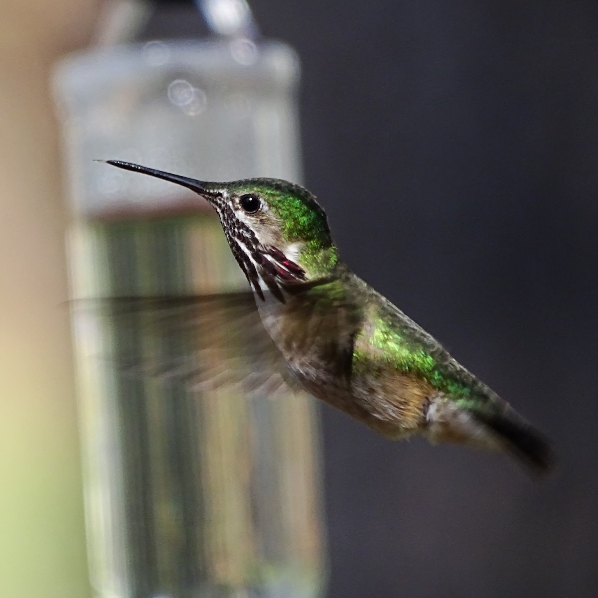 Calliope Hummingbird - ML460350311
